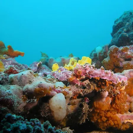 Su 2 Livelli Ingresso Indipendente 梅斯特雷